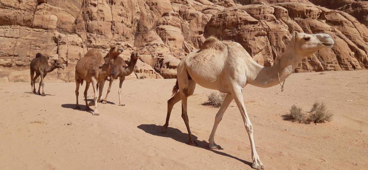 Hotel Sunrise Camp Wadi Rum Exteriér fotografie