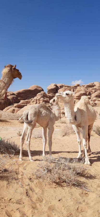Hotel Sunrise Camp Wadi Rum Exteriér fotografie