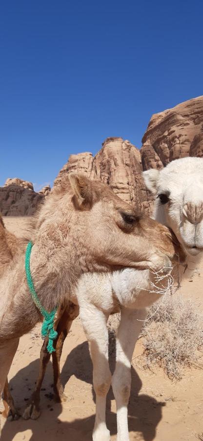 Hotel Sunrise Camp Wadi Rum Exteriér fotografie